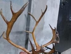 СРОЧНО Рога от оленя