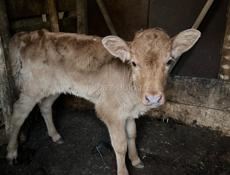 Продается теленок