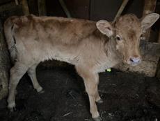 Продается теленок