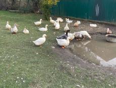 Продаю уток