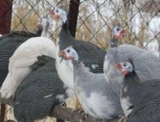 Крупные цесарки от 1100 до 1600.