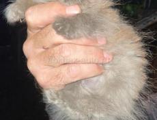 Котенок породистый в добрые руки 