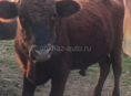 Продаётся бычок !!!