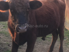 Продаётся бычок !!!