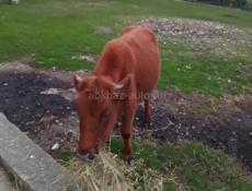 Продаю бычков