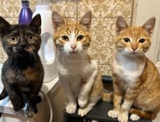 Котята мышеловы