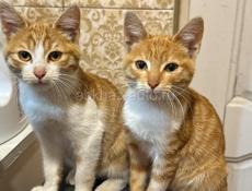 Котята мышеловы  