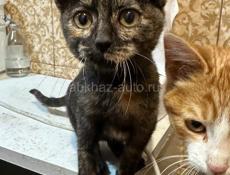 Котята мышеловы