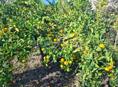 🍋🍋🍋 ПРОДАМ лимоны. Собранные .500--к.г.цена договорная.