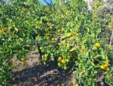 🍋🍋🍋 ПРОДАМ лимоны. Собранные .500--к.г.цена договорная.