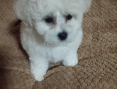 Щенок Бишона 