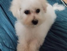 Щенок Бишона 
