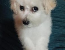 Щенок Бишона 