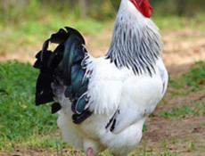 Нужны петухи 15 штук 