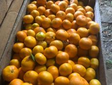 Продам мандарин 