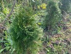 Продаются Туи Смарагд