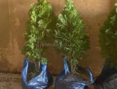 Продаются Туи Смарагд