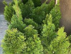 Продаются Туи Смарагд