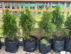 Продаются Туи Смарагд