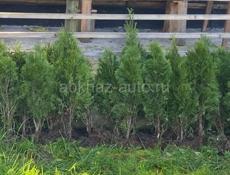 Продаются Туи Смарагд