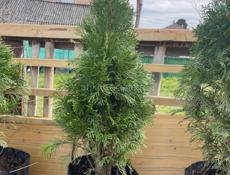 Продаются Туи Смарагд