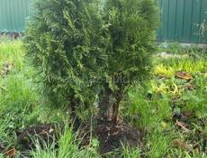 Продаются Туи Смарагд