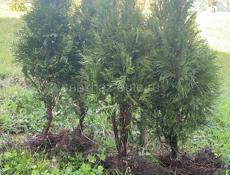 Продаются Туи Смарагд