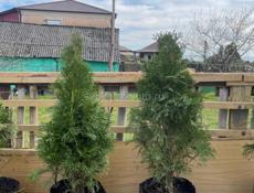 Продаются Туи Смарагд