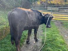 Буивол 120кг