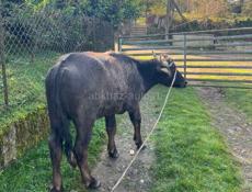 Буивол 120кг 