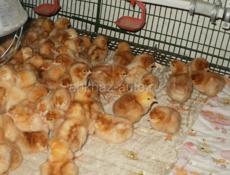 Цыплята РедБро.ВЕДЕТСЯ ЗАПИСЬ на февраль месяц.