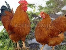 Цыплята РедБро.ВЕДЕТСЯ ЗАПИСЬ на февраль месяц.