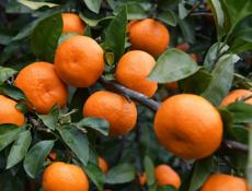 Продам мандарины