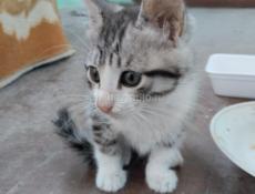 Отдам в добрые руки котенка мальчика
