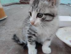 Отдам в добрые руки котенка мальчика