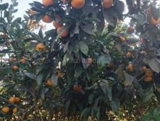 Сбор мандарин 