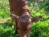 Продается бычок