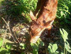 Продается бычок