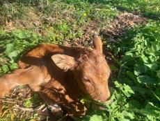 Продается бычок