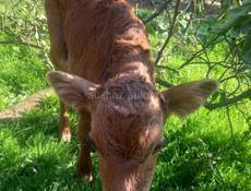 Продается бычок