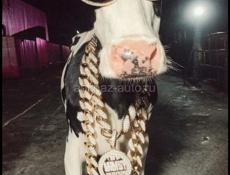 Продам на мясо