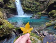 Продам кента 