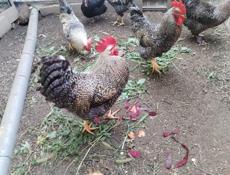 Петухи Доминант крупные