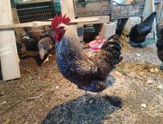 Петухи Доминант крупные