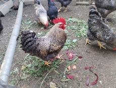 Петухи Доминант крупные