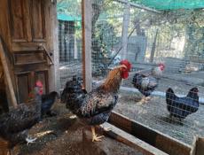 Петухи Доминант крупные