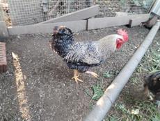 Петухи Доминант крупные