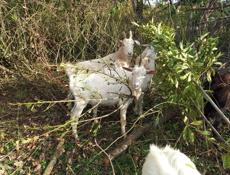 Продам козла