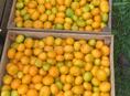 Самосбор мандаринов 