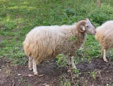 Продам барана и барашку